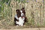 BORDER COLLIE 439